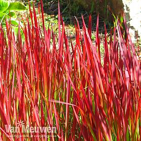 Imperata cylindrica 'Red Baron'