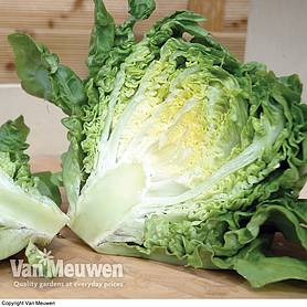 Lettuce Little Gem