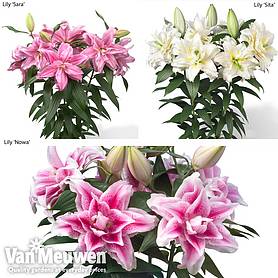 Lily 'Roselily' Collection