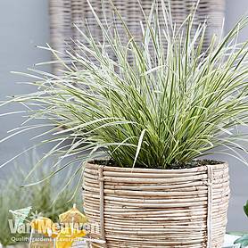 Lomandra 'White Sands'