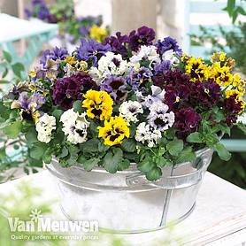 Pansy 'Frizzle Sizzle'