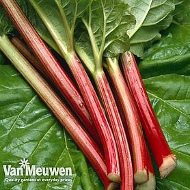 Rhubarb 'Sanvitos® Early'