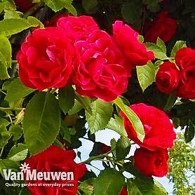 Rose 'Paul's Scarlet'