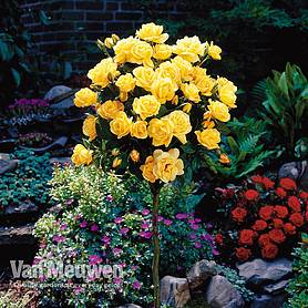 Rose Standard Yellow (40cm stem)