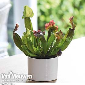 Sarracenia leucophylla (House Plant)
