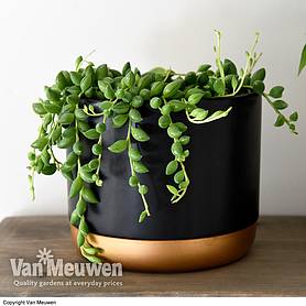 Senecio 'String of Teardrops' (House Plant)