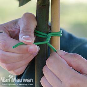 Plant Tie