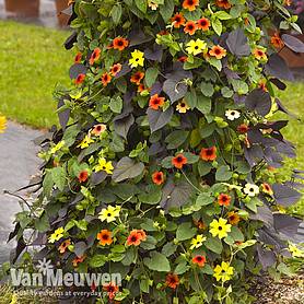 Solar Tower (Thunbergia and Ipomoea)