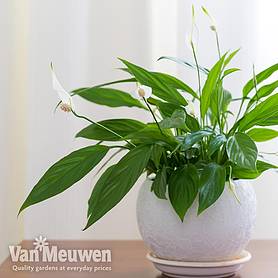 Spathiphyllum 'Torelli' (House Plant)