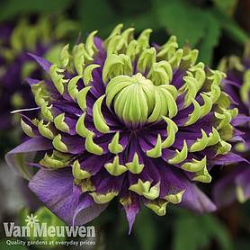 Clematis florida 'Taiga'