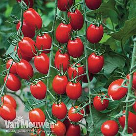 Tomato 'Aviditas' (Grafted)