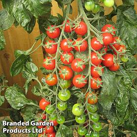 Tomato 'Sugar Gloss' F1 Hybrid