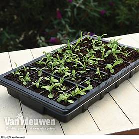 Garden Grow Plug and Seed Growing Tray