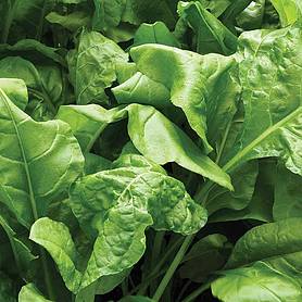 Spinach 'Perpetual' (Start-A-Garden™ Range)