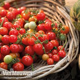 Tomato 'Tumbling Tom Red'