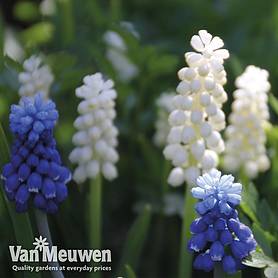 Muscari Blue & White Mix