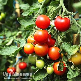 Tomato 'Veranda Red'