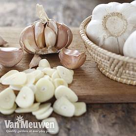 Nurseryman's Choice Autumn Garlic Collection (Autumn Planting)