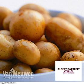 Potato 'Vivaldi'