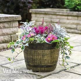 Whisky Barrel Planter