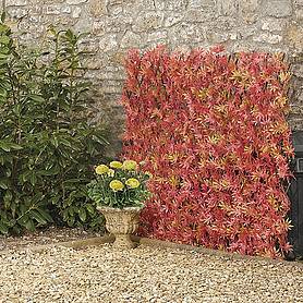 Artificial Red Acer Hedge Trellis 1X2M