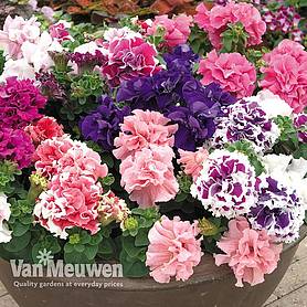 Petunia 'Orchid Flowered Mixed'