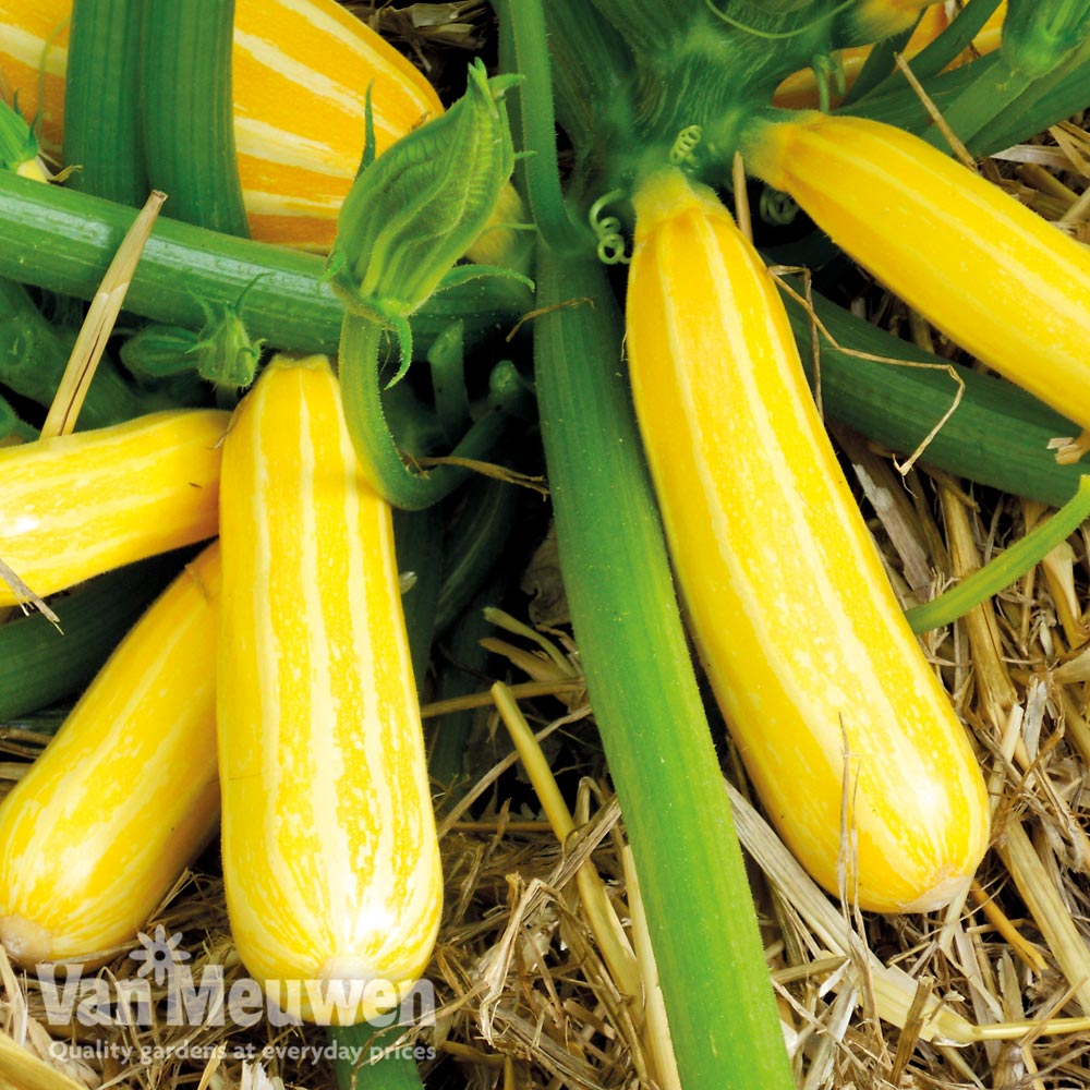 Courgette 'Goldmine'