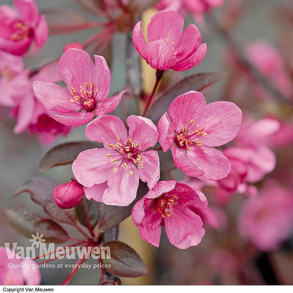 Crab Apple 'Prairiefire'