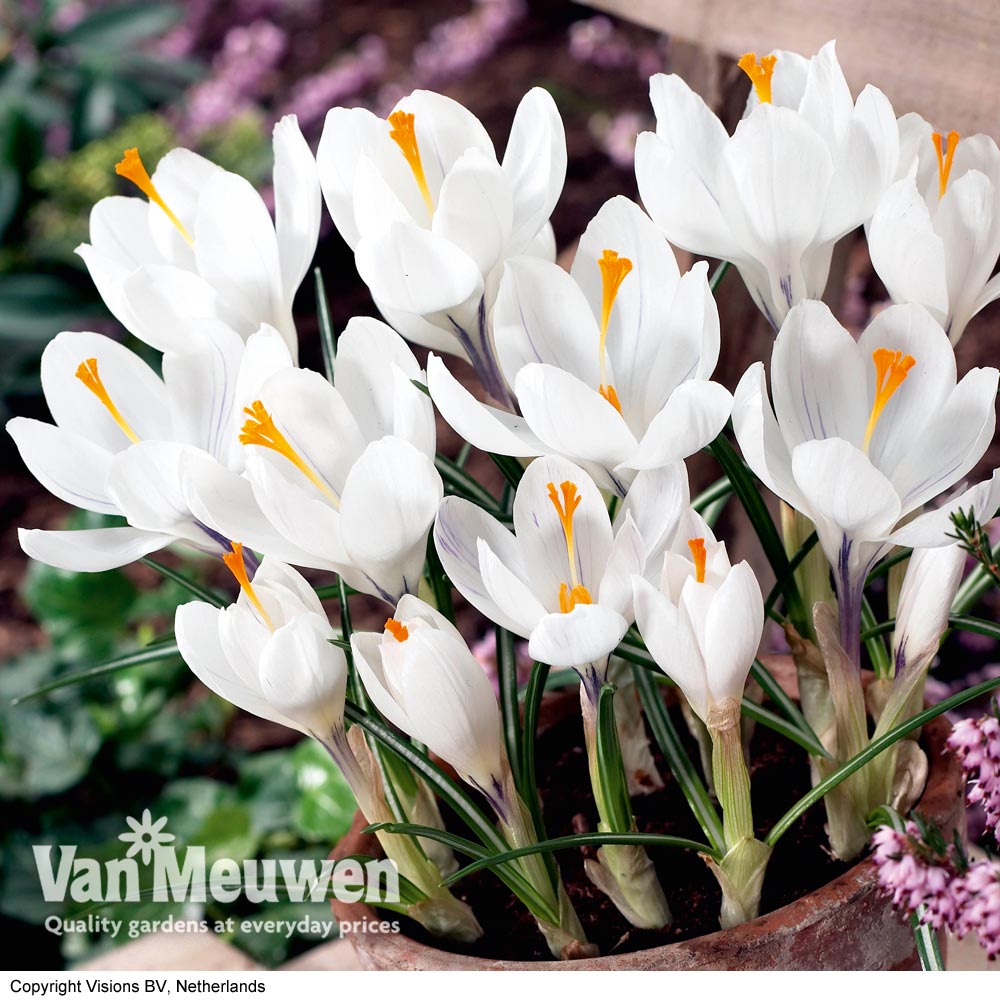 Crocus 'Jeanne d'Arc'