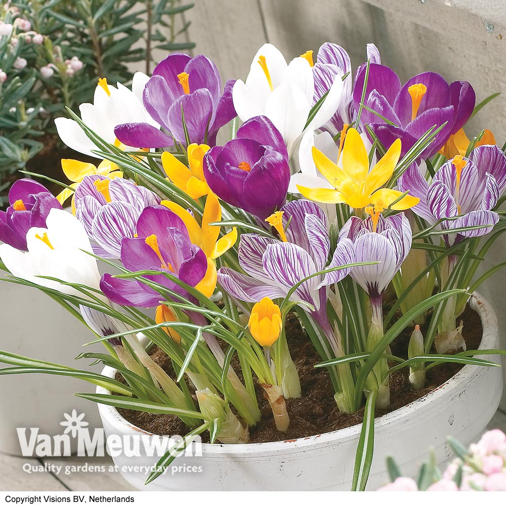 Crocus Large Flowered Mix