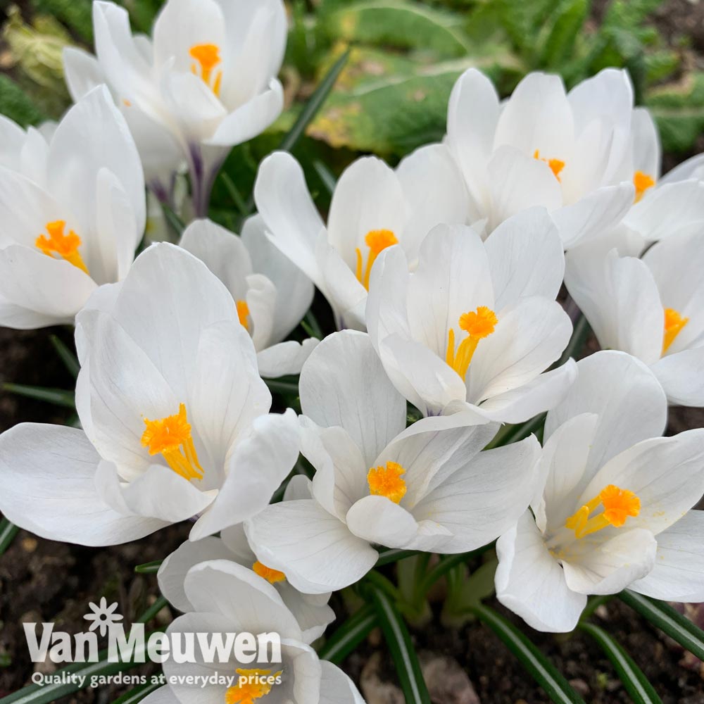 Crocus sativus 'White'