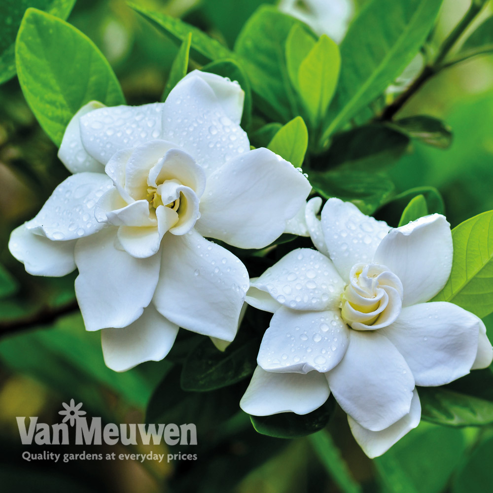 Gardenia 'Crown Jewels'