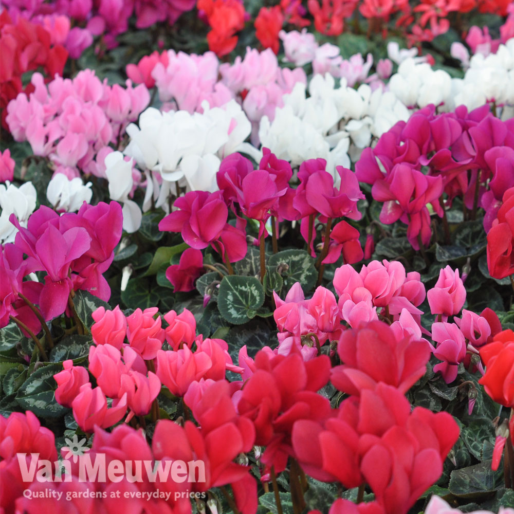 Cyclamen 'Latinia Success'