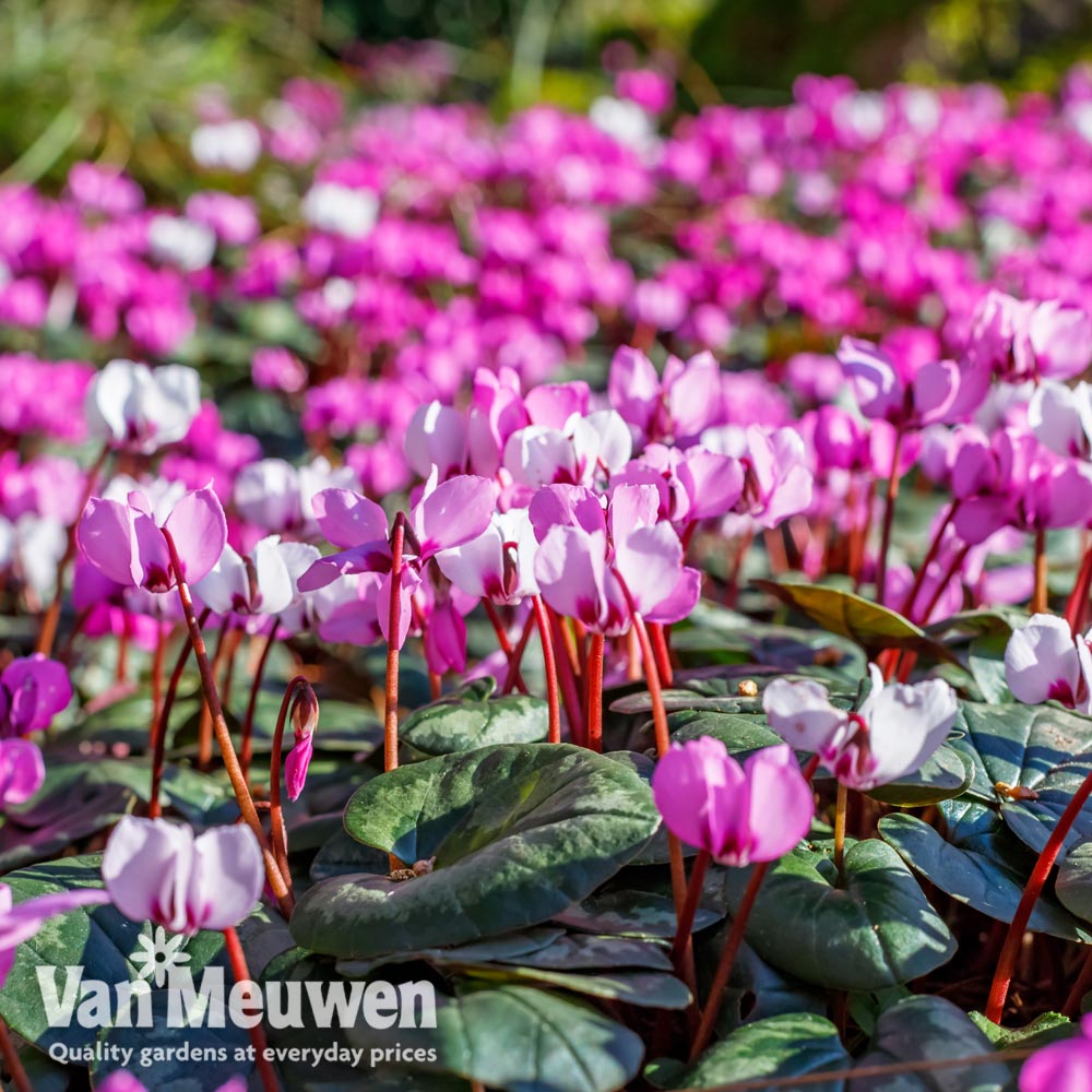 Cyclamen hederifolium