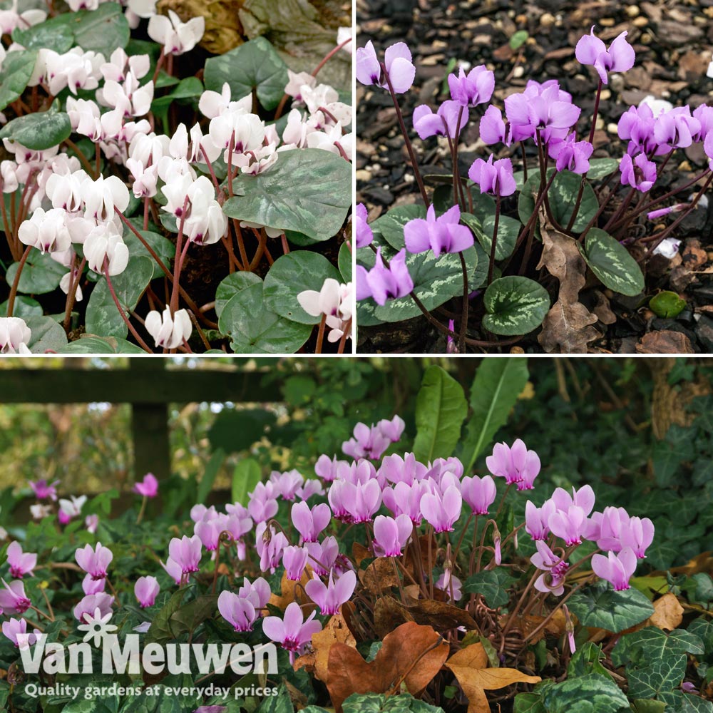 Cyclamen Bulbs Collection