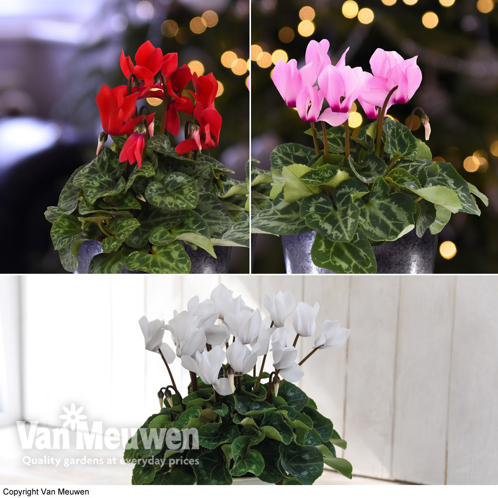 Cyclamen Nurseryman's Choice