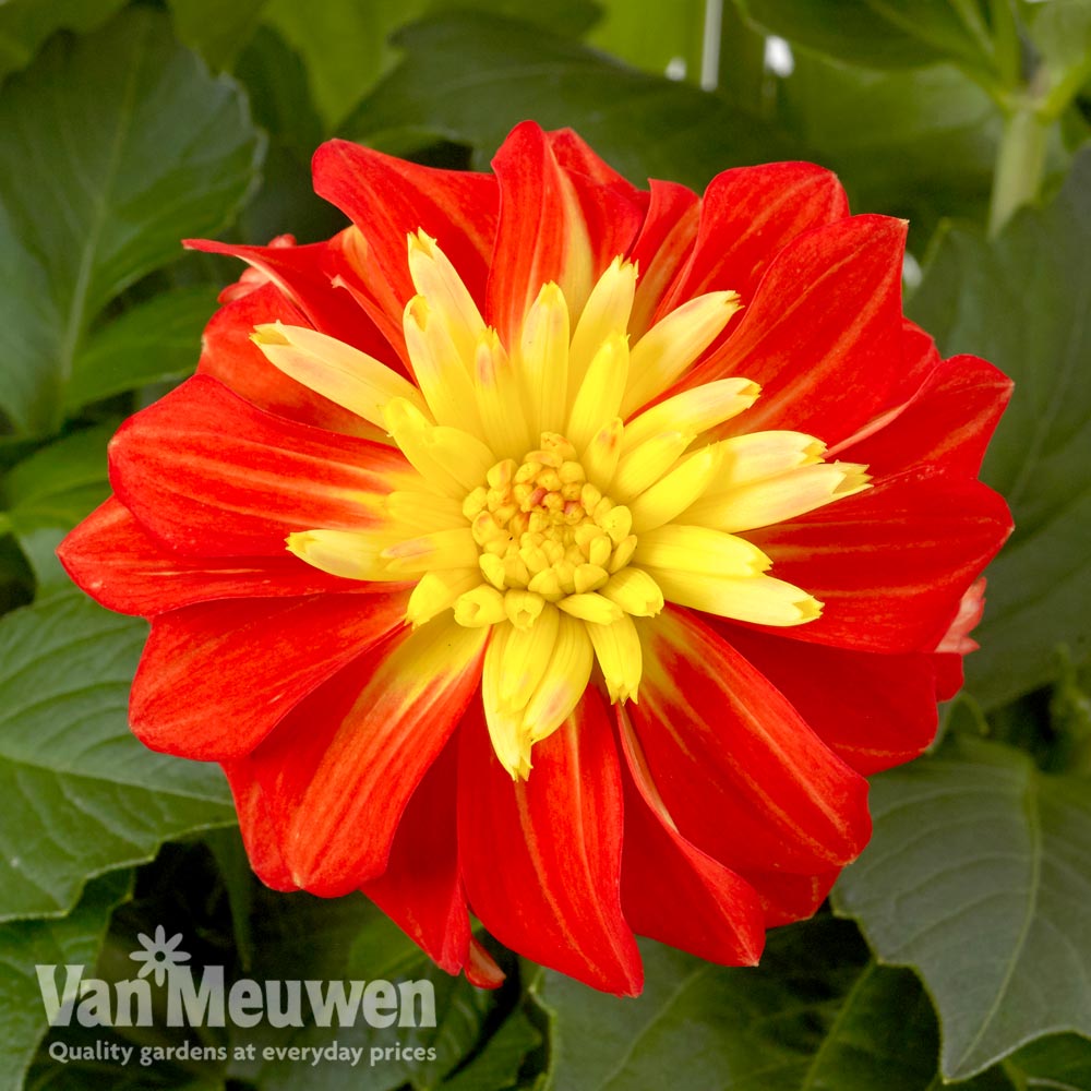 Dahlia 'Gardenetta Fireball'