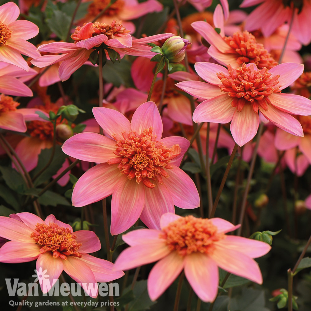 Dahlia 'Totally Tangerine'