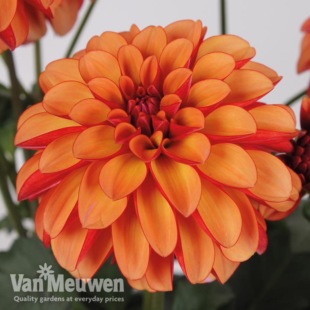 Dahlia 'Labella&reg; Grande Orange Bicolour'