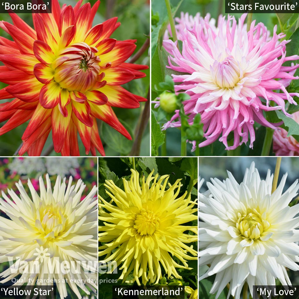 Dahlia 'Cactus Collection'