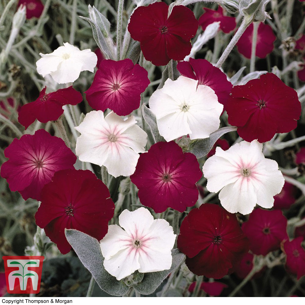 Lychnis coronaria 'Dancing Ladies'