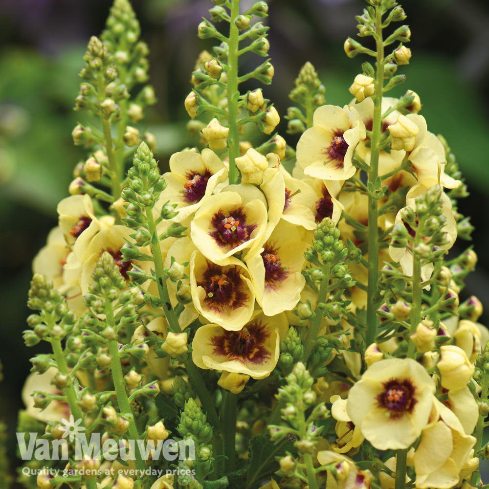 Verbascum 'Dark Eyes'