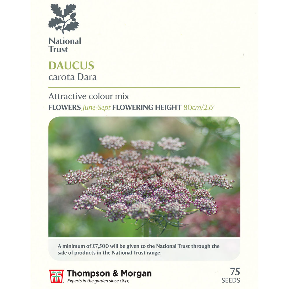 Daucus carota 'Dara' (National Trust)