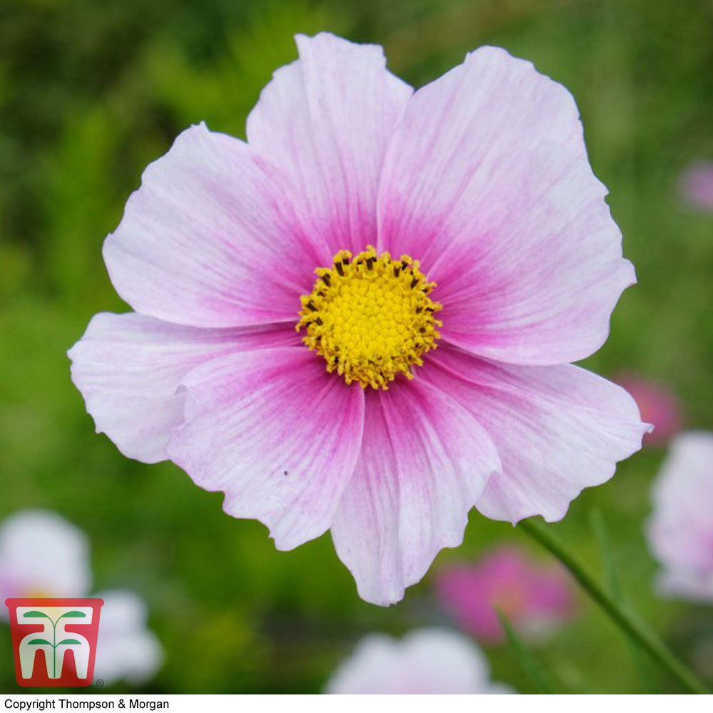 Cosmos bipinnatus 'Daydream'