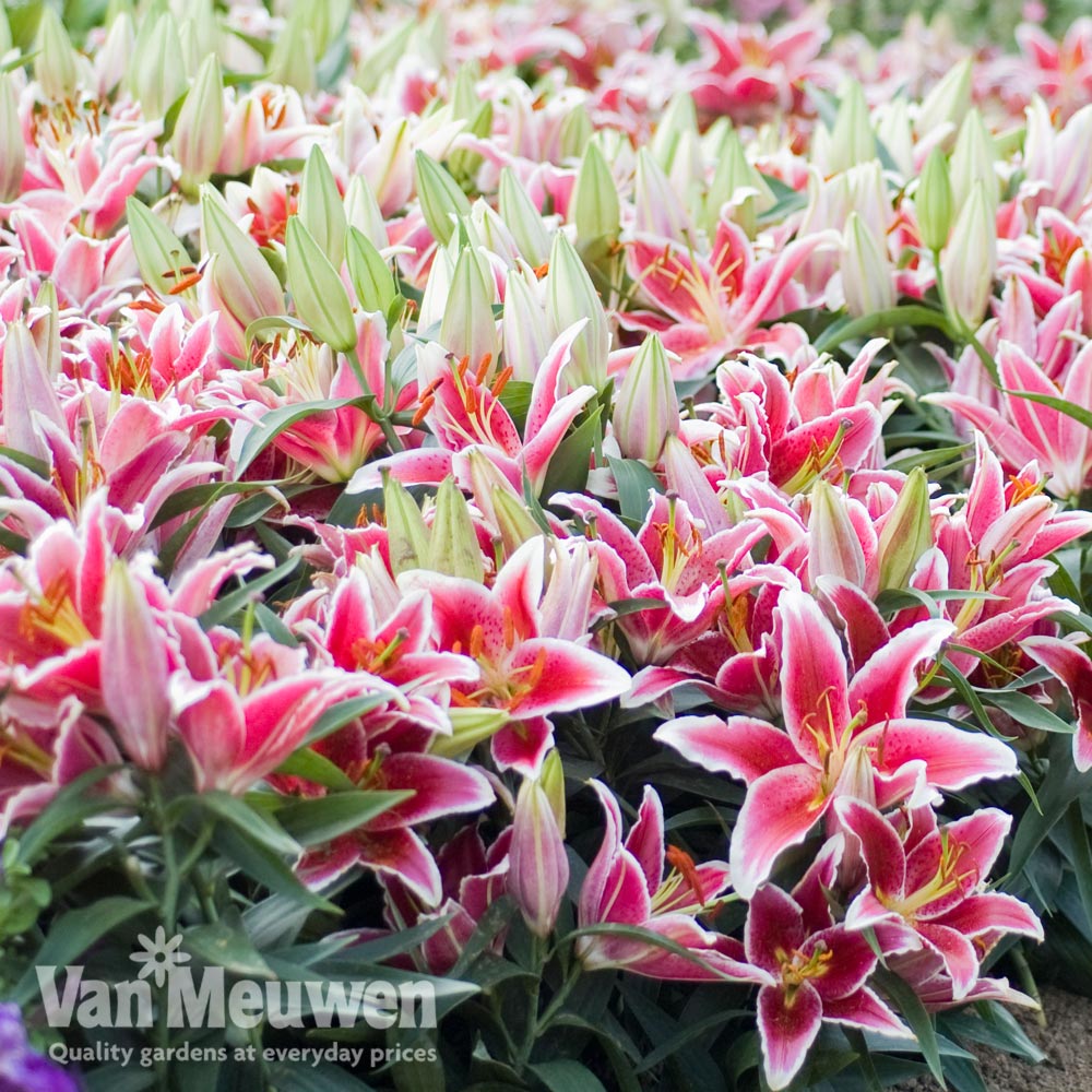 Lily 'Dazzler' (Ground Cover)