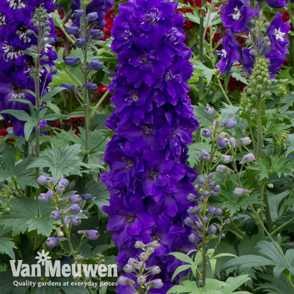 Delphinium Magic Fountain 'Dark Blue Black Bee'