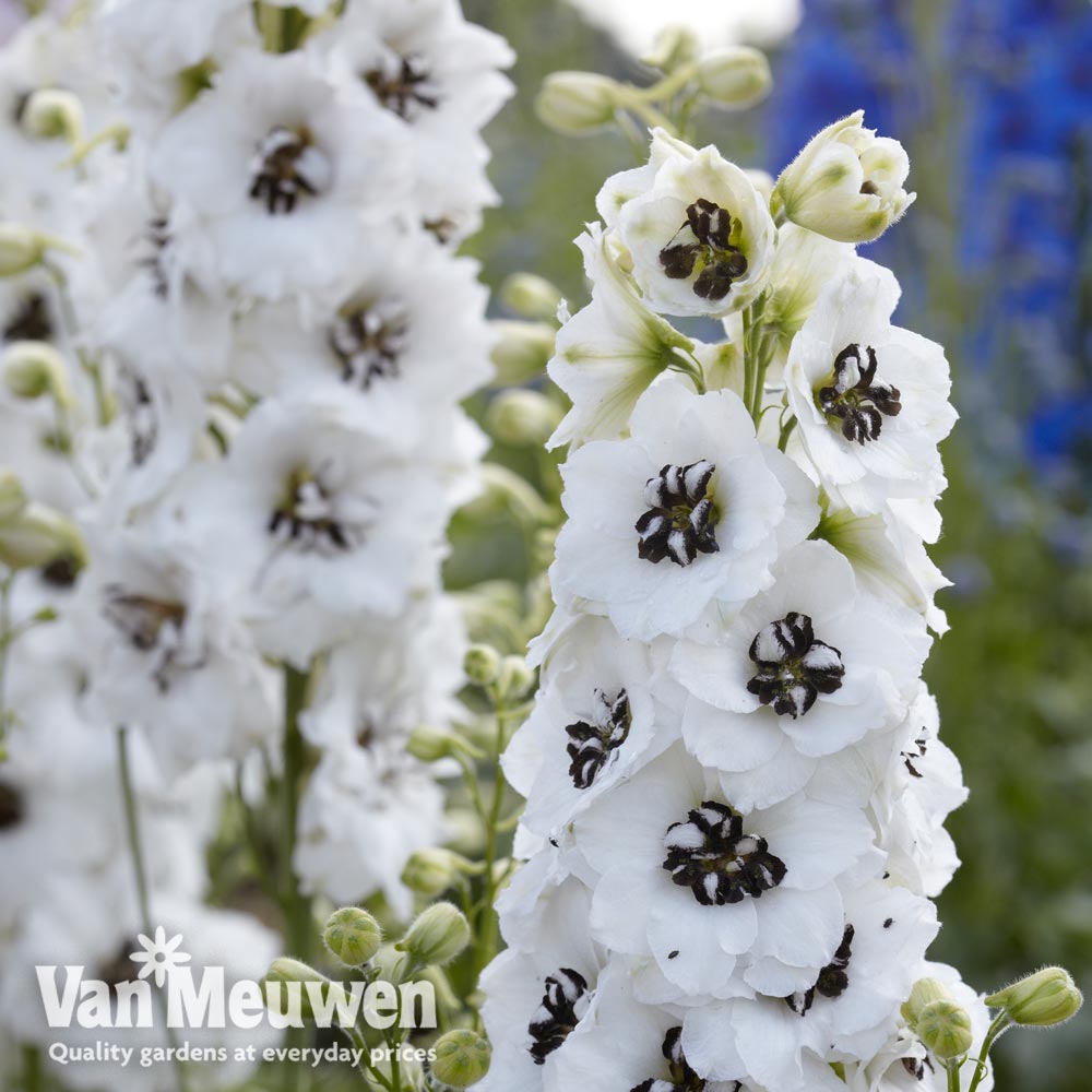 Delphinium Magic Fountain 'White Dark Bee'