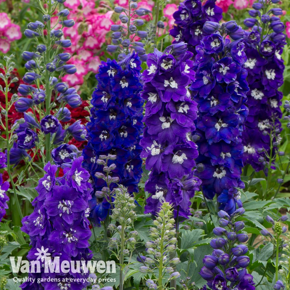 Delphinium 'Dark Blue & White Bee'