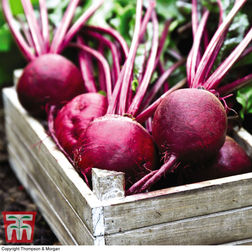 Organic Beetroot 'Detroit'