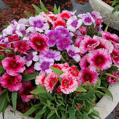 Dianthus chinensis 'Coronet Mixed'